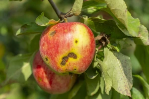April i maj pogodni za pojavu krastavosti: Zaštitite jabuke i kruške