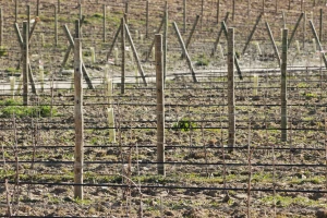 Za voćnjake, vinograde i hmeljarnike ove godine 120 miliona dinara