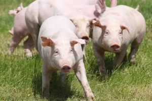 Telad 430, prasad 360, jagnjad 350 dinara za kilogram na pijacama