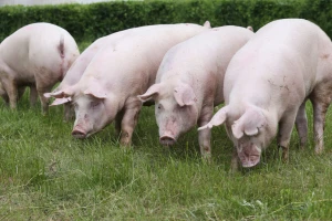 Pada cena junadi, prasići i svinje poskupeli