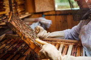 Razmnožavanje rojeva pčela - "produžena ruka" prirode, kako se obavlja?