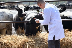 Sve je manje ostataka veterinarskih lekova u hrani