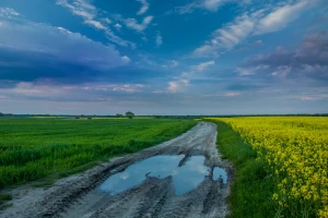 Vreme promenljivo: Česte kiše pogoduju razvoju bolesti na voću