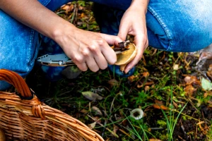 Samonikle gljive: Kako ih pravilno očistiti, zamrznuti, sušiti i čuvati?