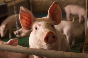 Afrička kuga svinja pojavila se u Petrovcu na Mlavi
