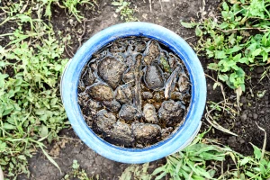Kunapajala - zaboravljeni biopesticid star hiljadu godina