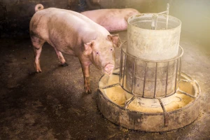 Dokazano: ASK se zadržava na površinama i u stočnoj hrani