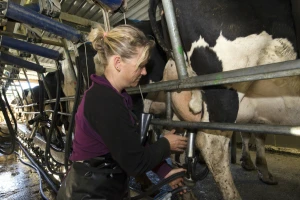 Prosipaju mleko: Kriza prisiljava farmere na radikalne poteze