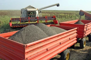 Cena suncokreta novog roda 55,4 dinara za kilogram