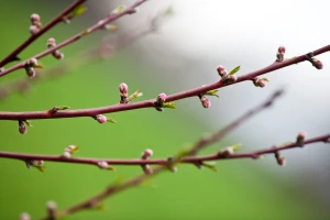 Lepo vreme uzrokovalo bubrenje pupoljaka breskve i nektarine - šta sada?