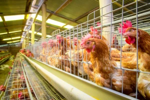 Za dobru nosivost koka važna ishrana, osvetljenje i ventilacija