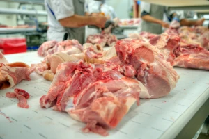 Viša cena teladi, tovne svinje od 80 do 120 kila - 240 do 300 dinara za kilogram
