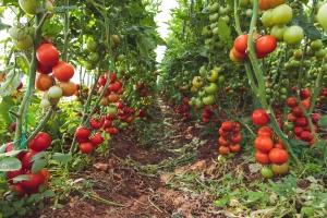 Pronađen prirodni biopesticid za opasno bakterijsko oboljenje Xylella fastidiosa?