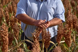 FAO: I u februaru rast cena hrane - prvi na listi šećer, biljna ulja i sirak