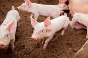 Cena prasadi do 15 kg dostigla je maksimum od početka praćenja