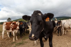Razvijen eko insekticid protiv muva na govedima