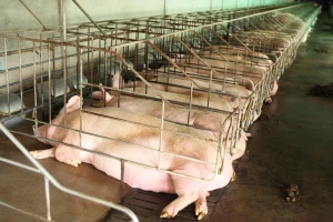 Ponovo odloženo glasanje o boksevima za svinje - farmeri strahuju zbog mogućih troškova