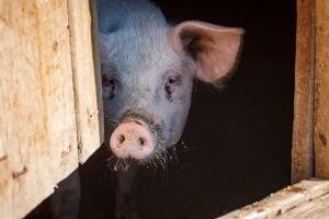 Kako pravilno omamiti svinju bez nanošenja boli i opasnosti za ljude?