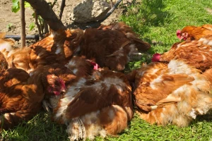 Iz kokošijeg perja izvukao proteine i napravio zamenu za meso