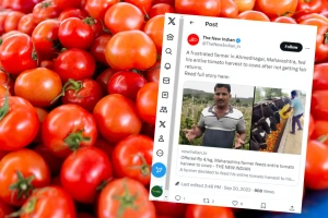 Paradajzom nahranio krave - ne isplati mu se da proda