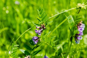 Grahorica: Alternativa u ishrani stoke - dobra i za zemljište