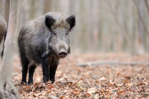 Čovek odgovoran za unošenje AKS-a među divljim svinjama - potrebne zajedničke snage u suzbijanju