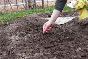 April: Šta sejati, saditi i raditi u bašti? Evo sedam saveta