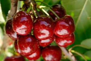 Oboren Ginisov rekord najteže trešnje: Skoro 28 grama!