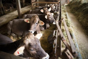 Prasići i za 330 din/kg, telad za 550 din/kg