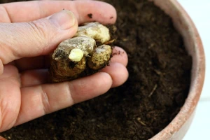 Lekovite osobine đumbira i njegova laka proizvodnja kod nas