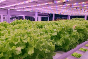 Otvorena najveća evropska farma za vertikalni uzgoj povrća na 14 etaža