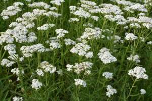 Hajdučka trava najbolji domaći biostimulans, ali i insekticid