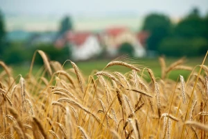Zaključen prvi ugovor za stočni ječam ovogodišnjeg roda - 17,80 din/kg bez PDV-a