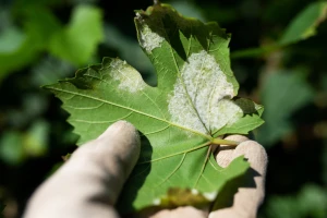 Vinogradi na udaru plamenjače, pepelnice i crne pegavosti