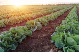 Rani kupus: Pravilnom ishranom skraćuje se vegetacija