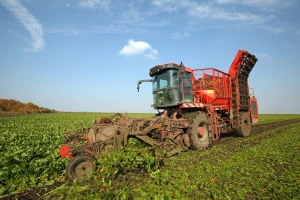 Moraju da unište 5.000 ha šećerne repe zbog greške dobavljača pesticida
