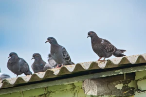 Kako oterati ptice? Prvo sklonite svu hranu