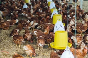 Zašto kokoške zimi daju manje jaja? Pet pravila za bezbedan uzgoj