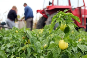 Platforma Hand in Hand: Ubrzati poljoprivrednu transformaciju i održivi ruralni razvoj