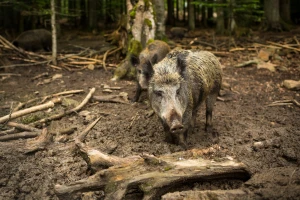 Afrička kuga svinja se vratila u Srbiju