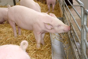 Nemačka menja Zakon o zaštiti životinja, na nogama i poljoprivrednici i udruženja