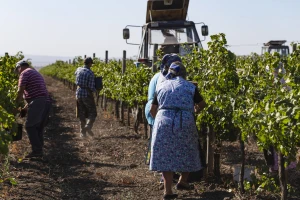 Moldavija: Zemlja vinograda i jeftine radne snage