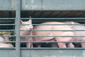 Cene teladi pale na 630 din/kg, prasadi 350 din/kg sa slabom potražnjom