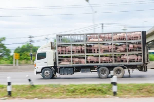 Poskupela tovna junad i jagnjad, a najskuplja prasad u Šumadiji