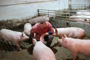 Antibiotici: U Ukrajini nisu spremni za uzgoj bez lekova, u Kini menjaju način ishrane