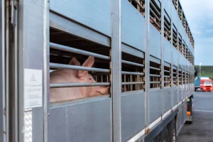 Transport životinja: EFSA procenjuje rizik širenja bakterija otpornih na antibiotike