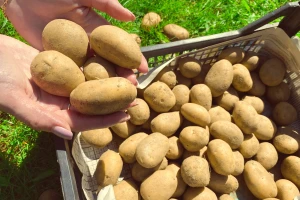 Kako sprečiti pojavu crnih krtola krompira?