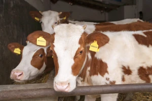 Oko 9,4 miliona dinara i ove godine za poljoprivredu u Novoj Varoši
