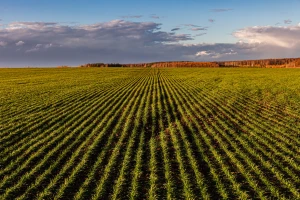 Biostimulatori su odgovor na visoke cene đubriva?