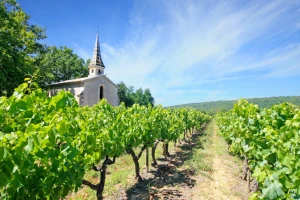 Vinogradari protiv suše - setvom leguminoza i novim sortama